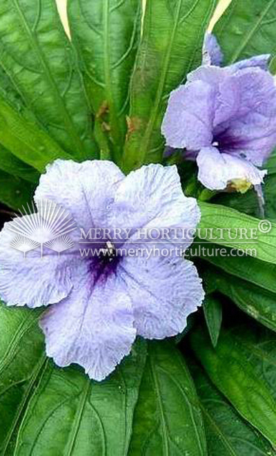 Ruellia purple (Flower)